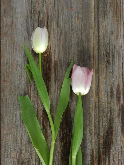 DYNASTY  LIGHT PINK TULIPS